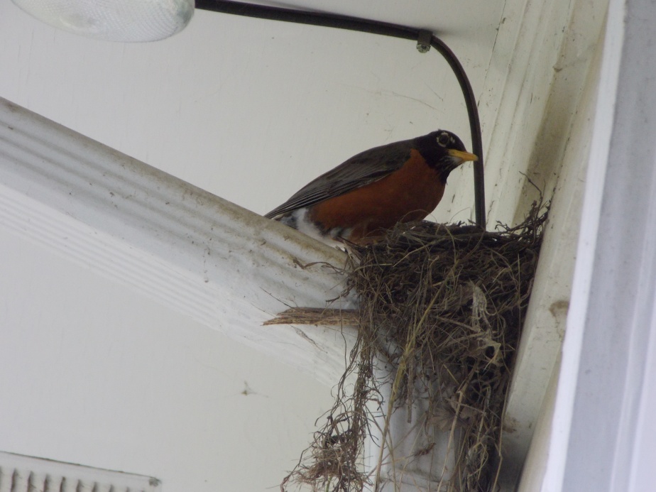 The American robin family is back to nest!